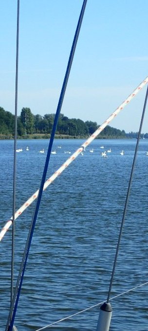 Svanar som spärrar fartvägen på Kielkanalen